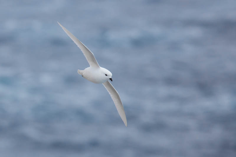 Snow Petrel In Flight