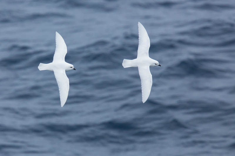 Snow Petrels In Flight