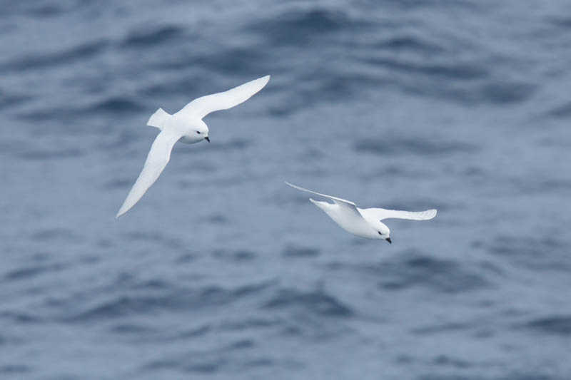 Snow Petrels In Flight