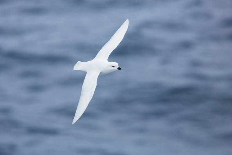 Snow Petrel In Flight