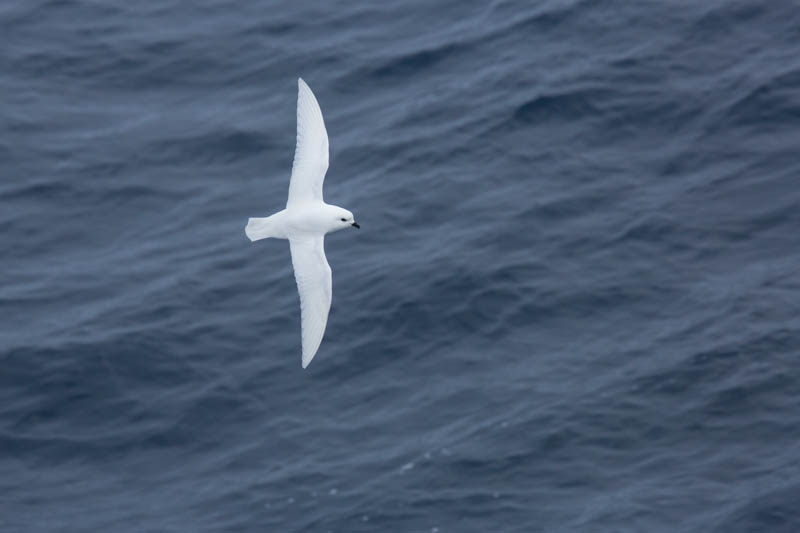 Snow Petrel In Flight