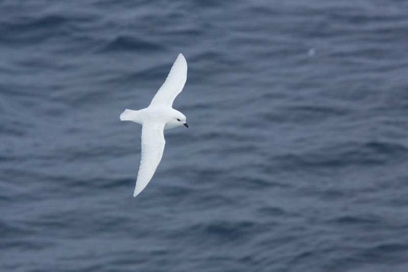 Snow Petrel In Flight