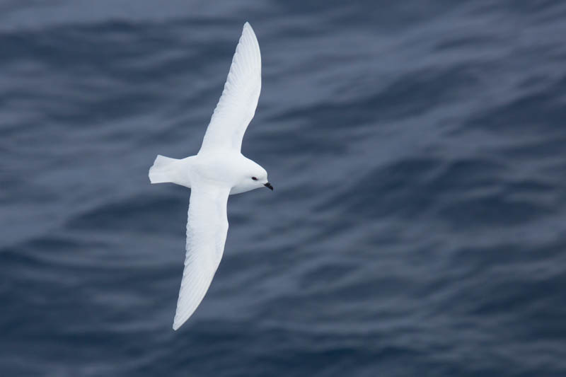 Snow Petrel In Flight