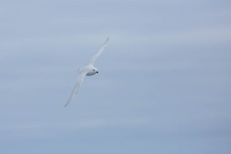 Snow Petrel In Flight