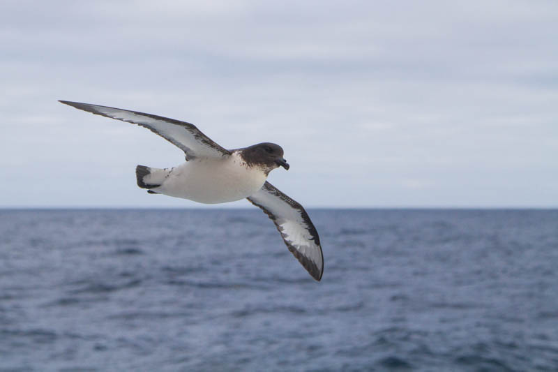 Cape Petrel In Flight