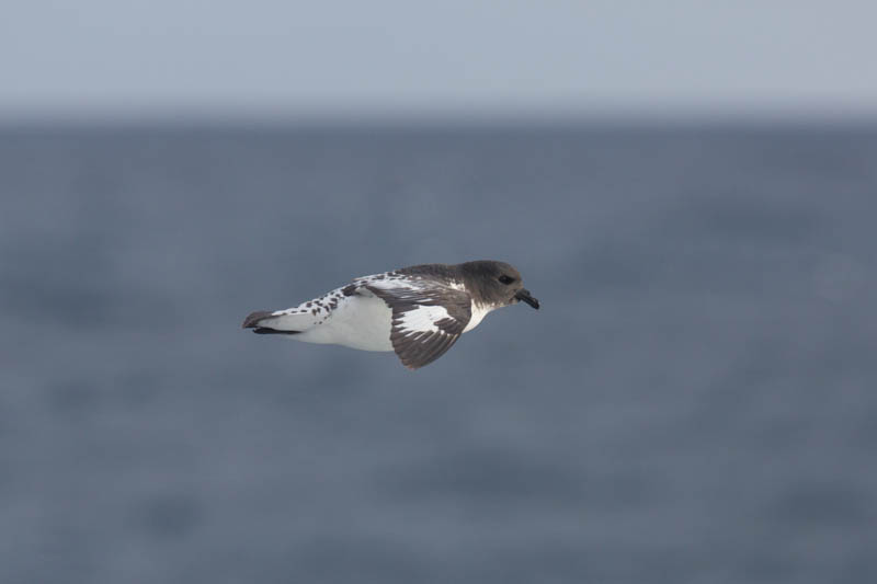 Cape Petrel In Flight