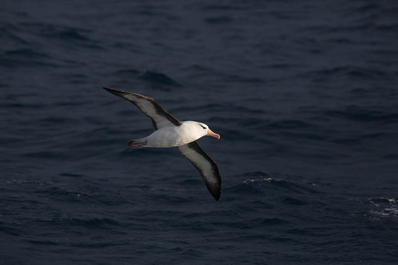 Black-Browed Albatross