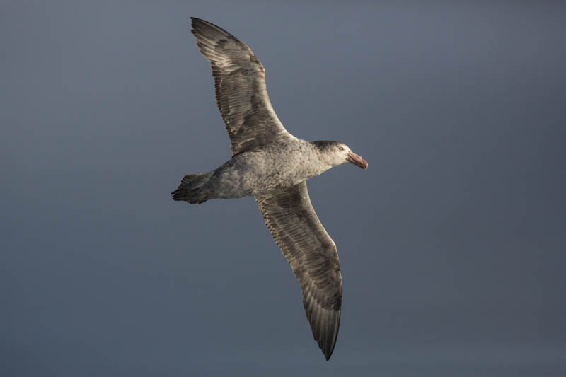 Northern Giant Petrel In Flight