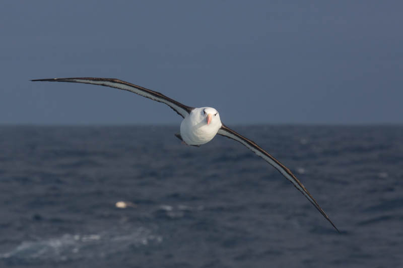 Black-Browed Albatross