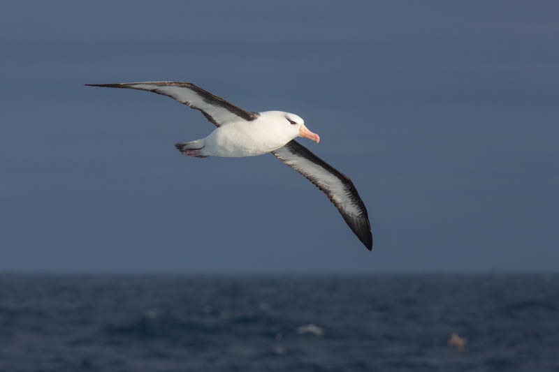 Black-Browed Albatross