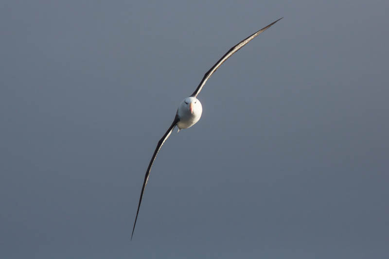 Black-Browed Albatross