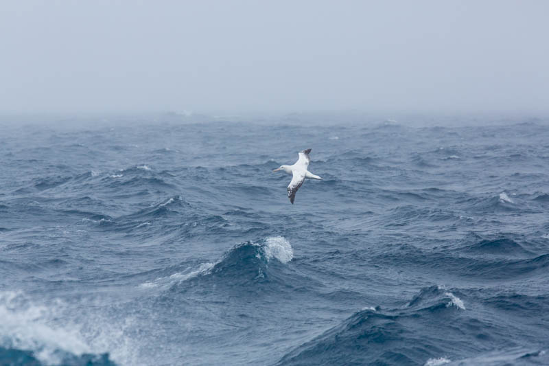 Wandering Albatross In Flight