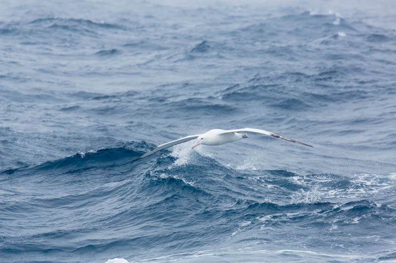 Wandering Albatross In Flight