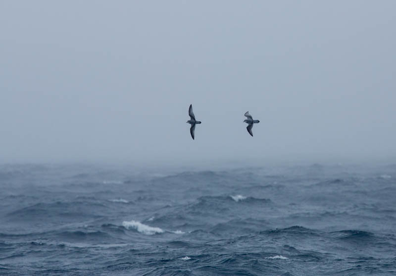 Antarctic Prion and Slender-Billed Prion In Flight