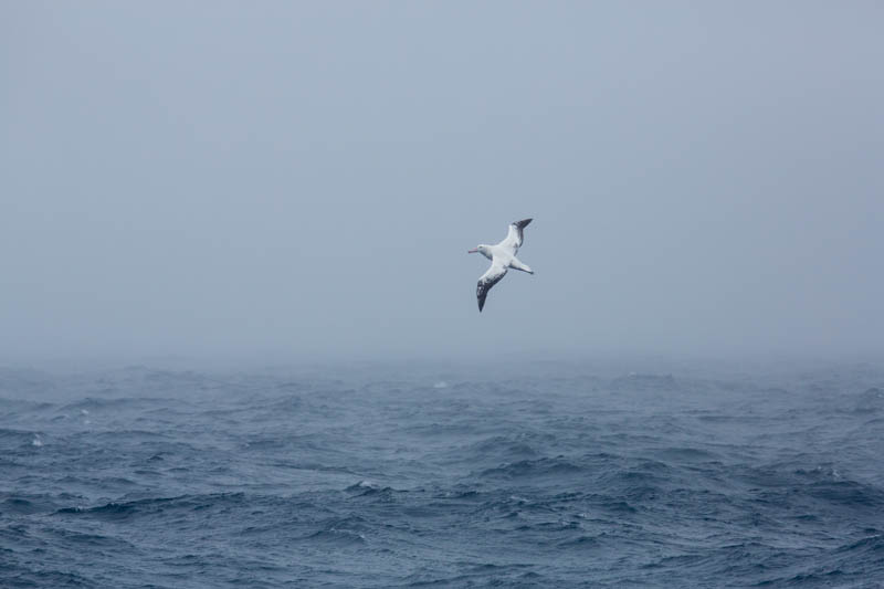 Wandering Albatross In Flight