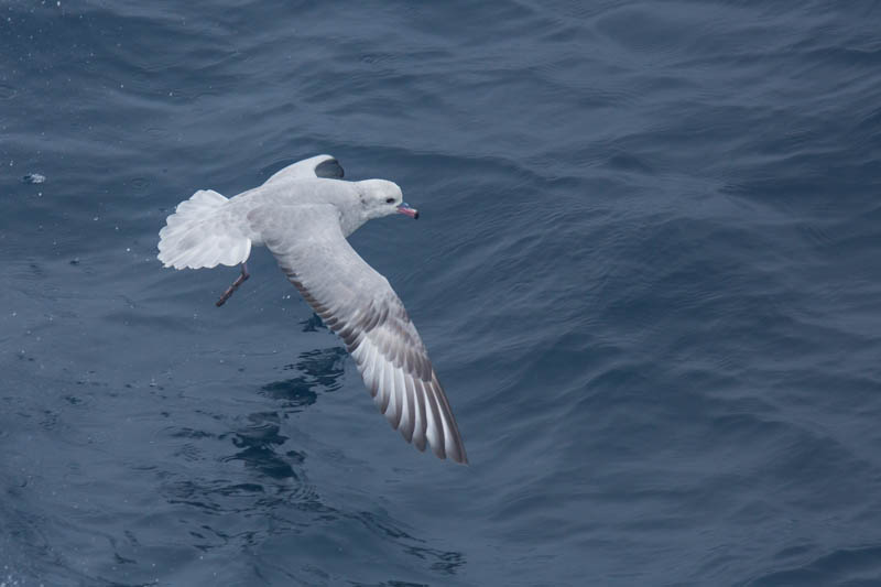 Southern Fulmar In Flight