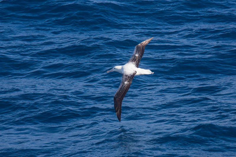 Wandering Albatross In Flight