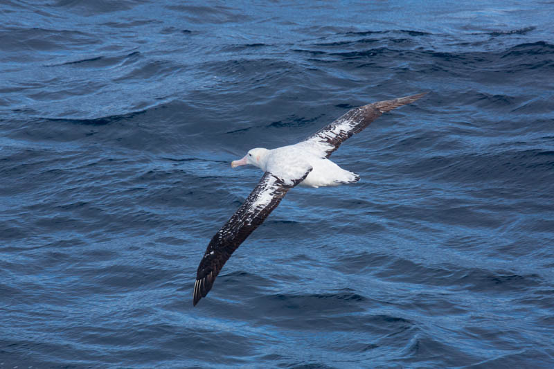 Wandering Albatross In Flight