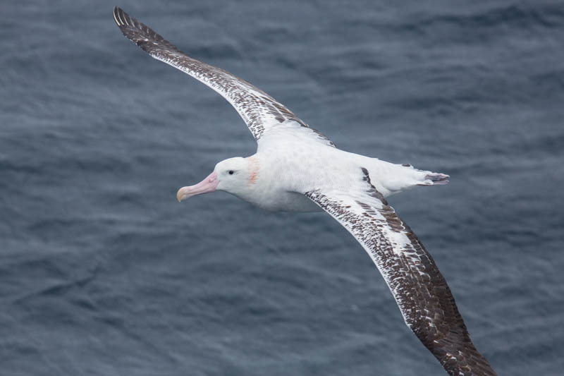 Wandering Albatross In Flight