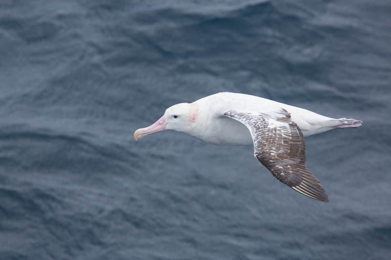 Wandering Albatross In Flight