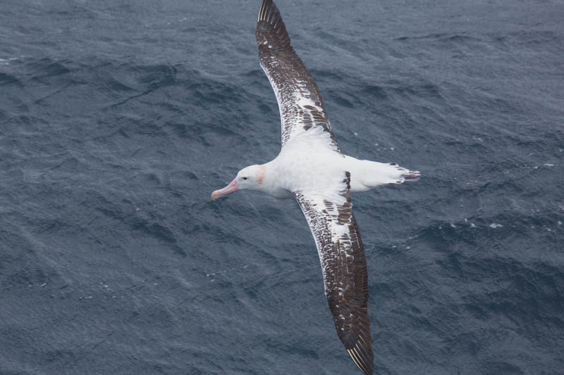 Wandering Albatross In Flight