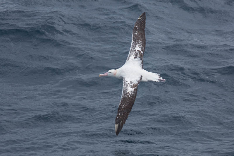 Wandering Albatross In Flight