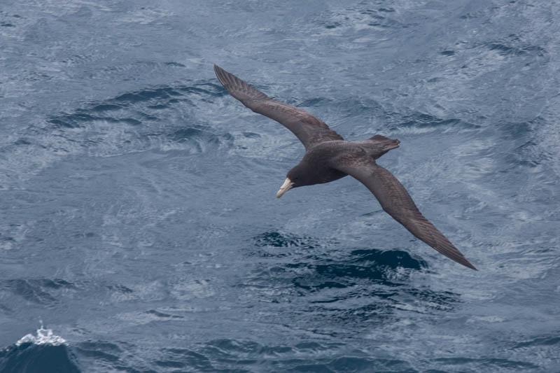 Southern Giant Petrel