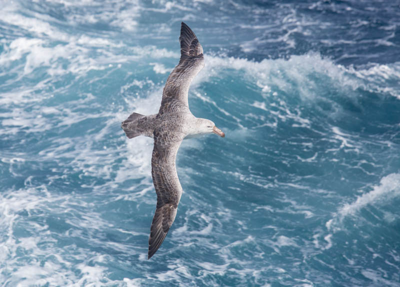 Northern Giant Petrel