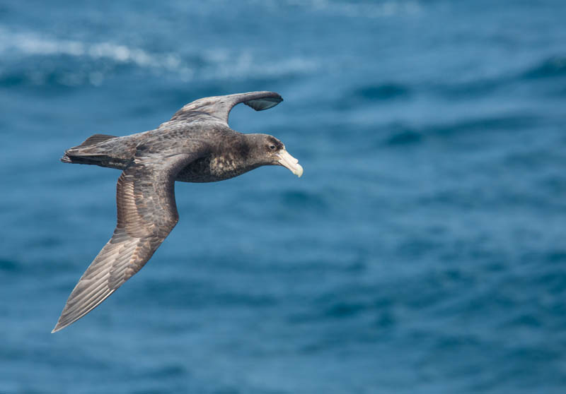 Southern Giant Petrel