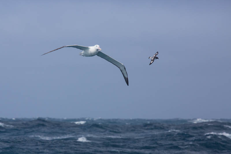 Royal Albatross And Cape Petrel In Flight