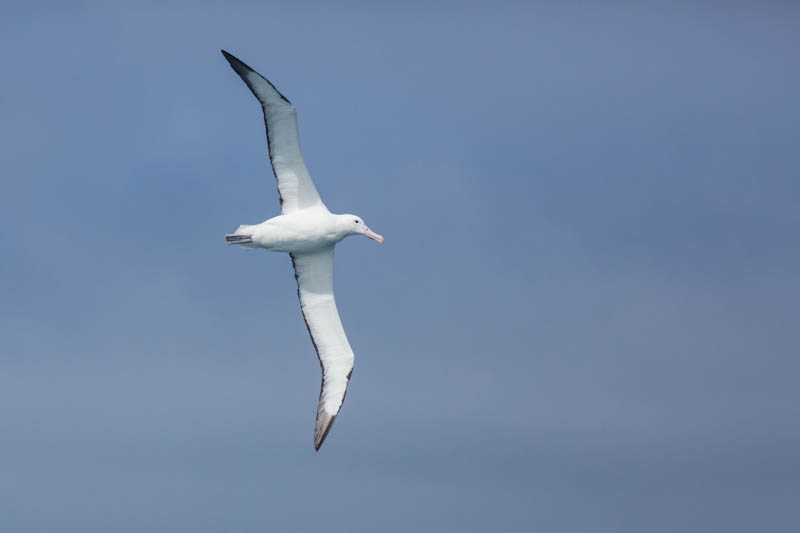 Royal Albatross In Flight