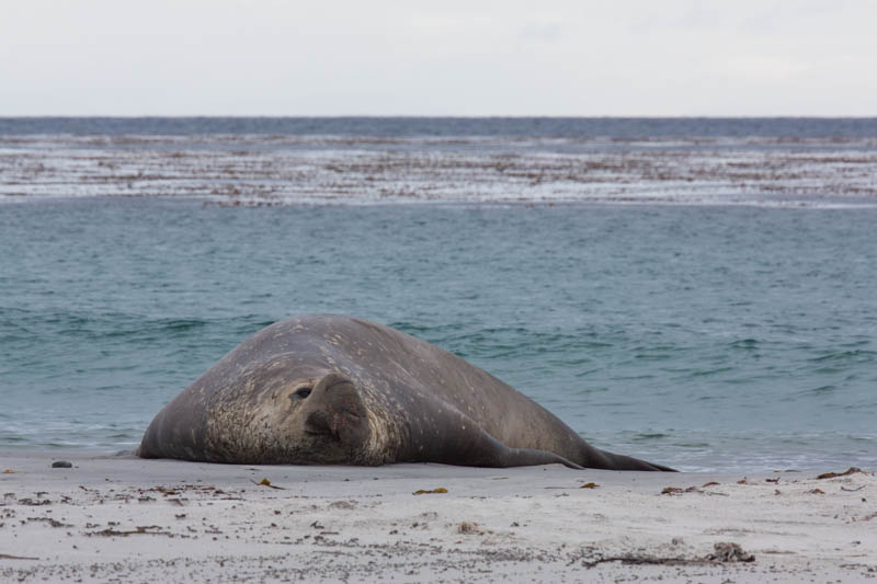 Southern Elephant Seal