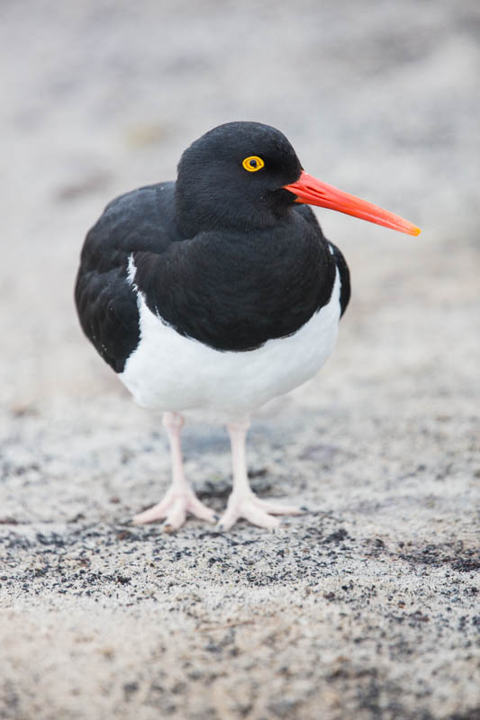 Magellanic Oystercatcher