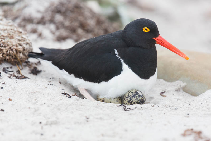 Magellanic Oystercatcher On Nest