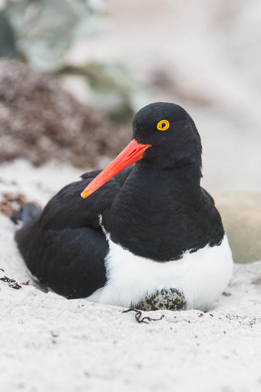 Magellanic Oystercatcher On Nest