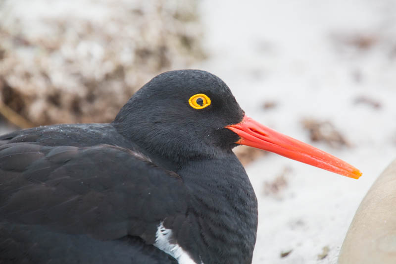 Magellanic Oystercatcher