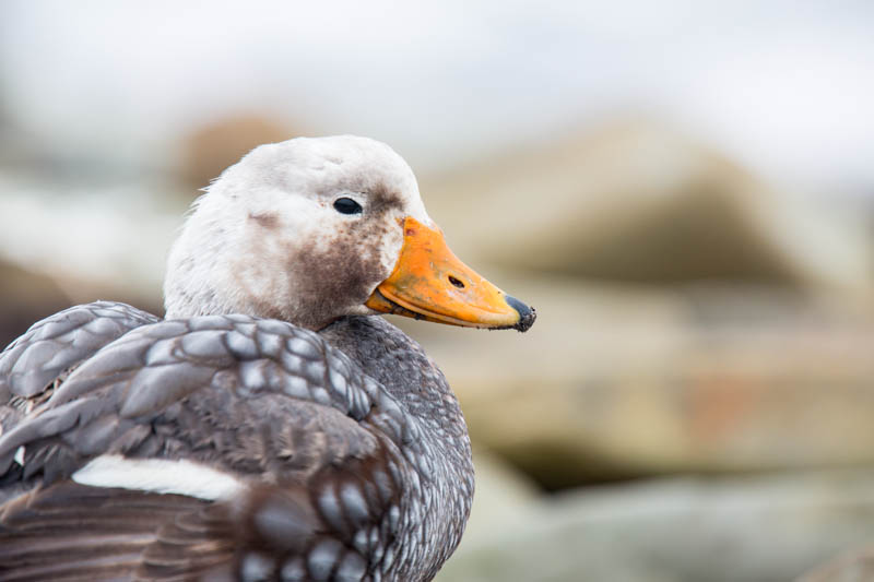 Falkland Steamer Duck