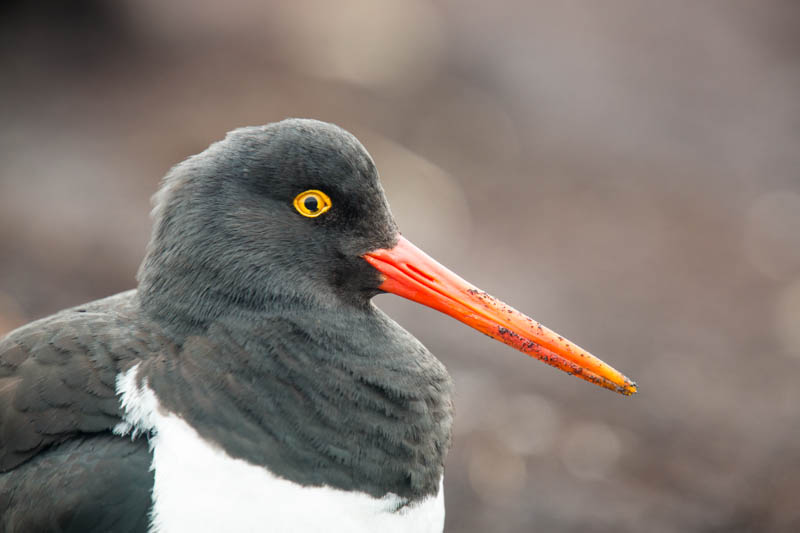 Magellanic Oystercatcher