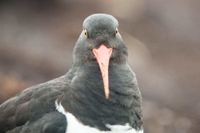 Magellanic Oystercatcher