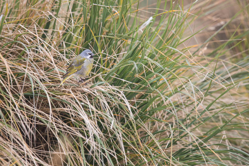 Black-Throated Finch