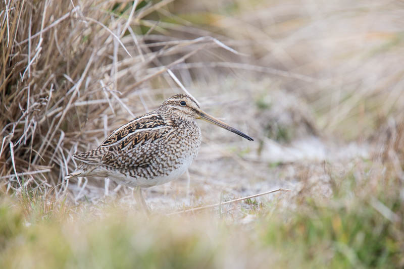 Magellanic Snipe