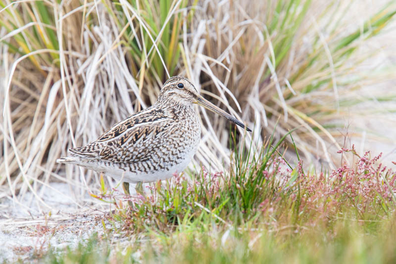 Magellanic Snipe