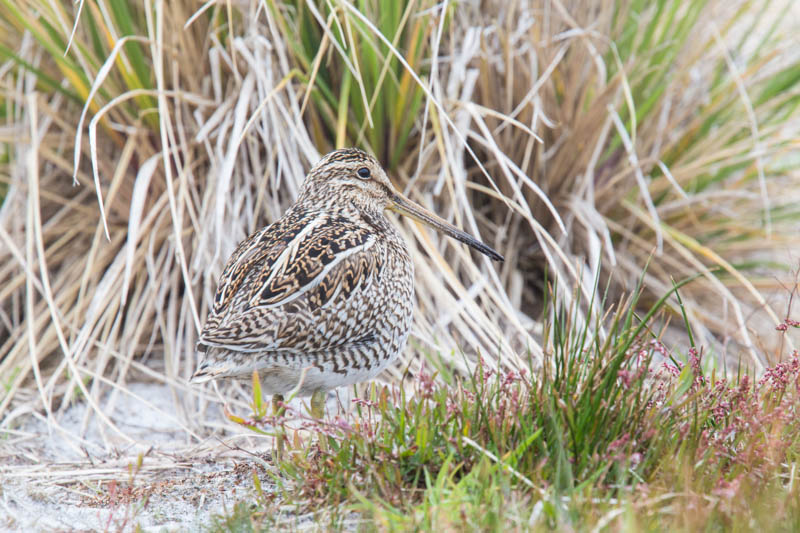 Magellanic Snipe