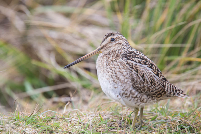 Magellanic Snipe