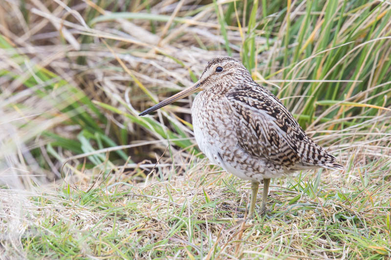 Magellanic Snipe