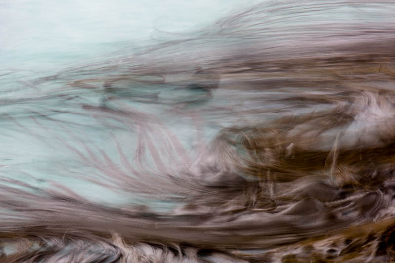 Kelp
