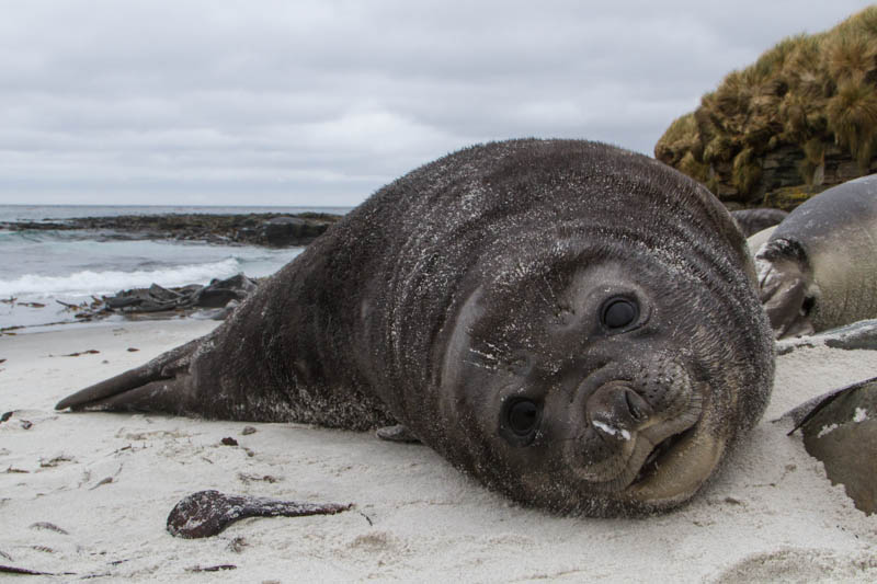 Southern Elephant Seal