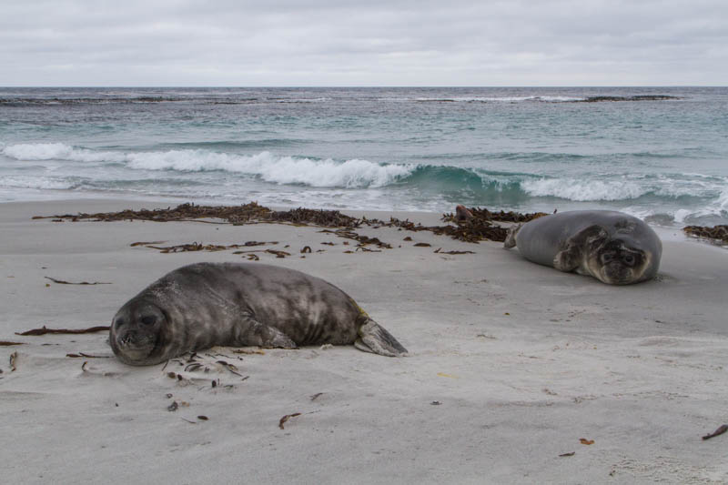 Southern Elephant Seals