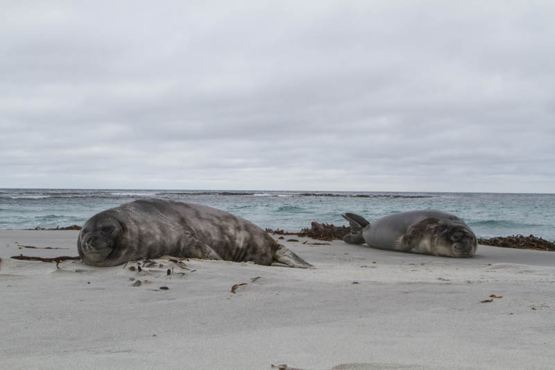 Southern Elephant Seals