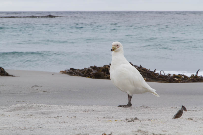 Pale-Faced Sheathbill